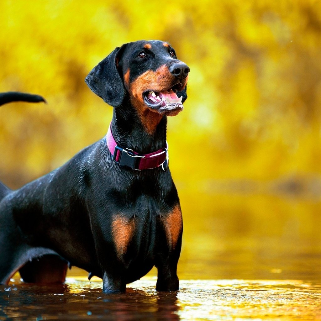 Обои морда, вода, взгляд, собака, ошейник, доберман, face, water, look, dog, collar, doberman разрешение 1920x1200 Загрузить