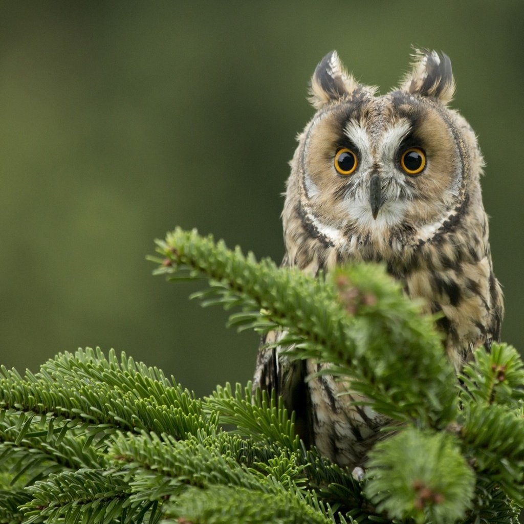 Обои глаза, сова, хвоя, ветки, взгляд, птица, клюв, ушастая сова, eyes, owl, needles, branches, look, bird, beak, long-eared owl разрешение 1920x1200 Загрузить