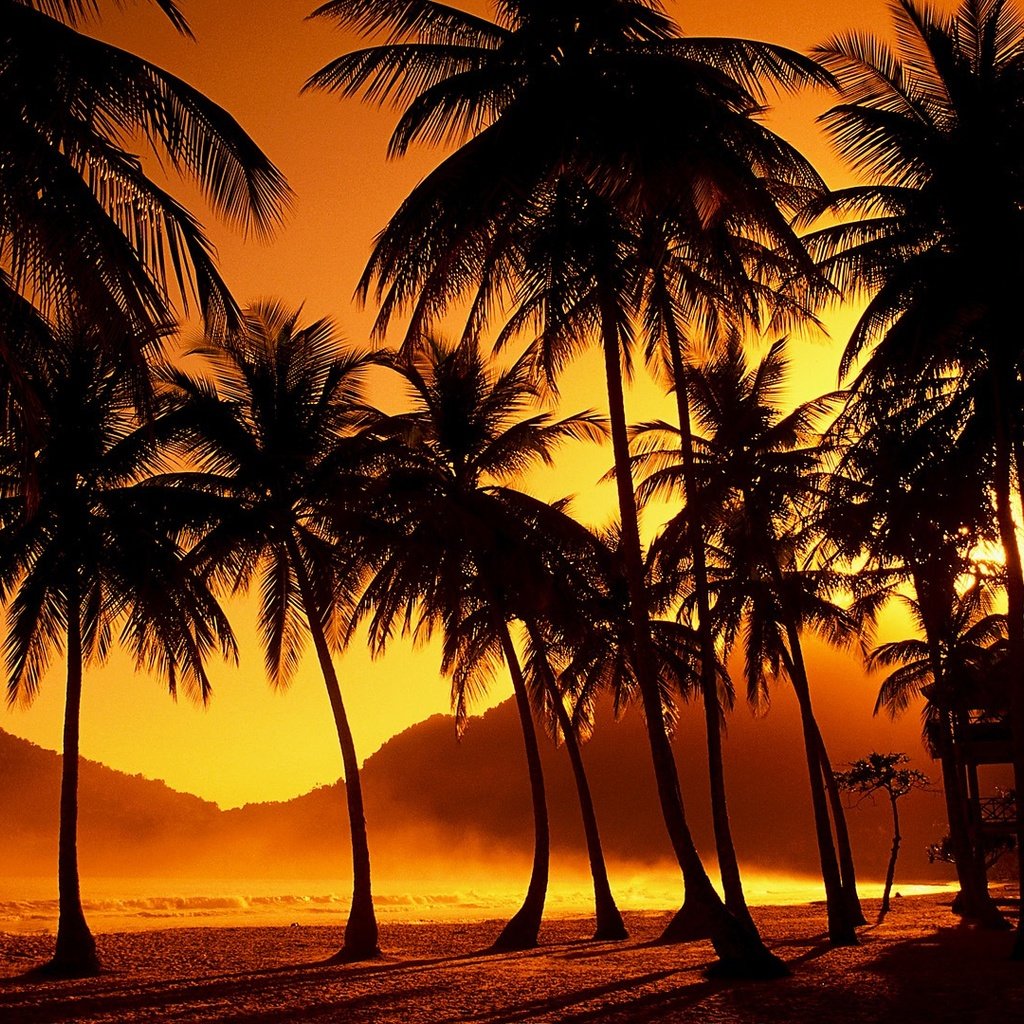 Обои деревья, вечер, закат, пальмы, тропики, солнечные лучи, trees, the evening, sunset, palm trees, tropics, the sun's rays разрешение 1920x1080 Загрузить