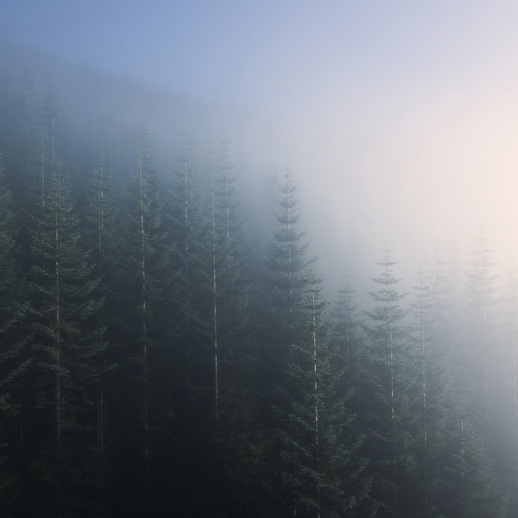 Обои деревья, природа, лес, пейзаж, утро, туман, trees, nature, forest, landscape, morning, fog разрешение 2048x1247 Загрузить