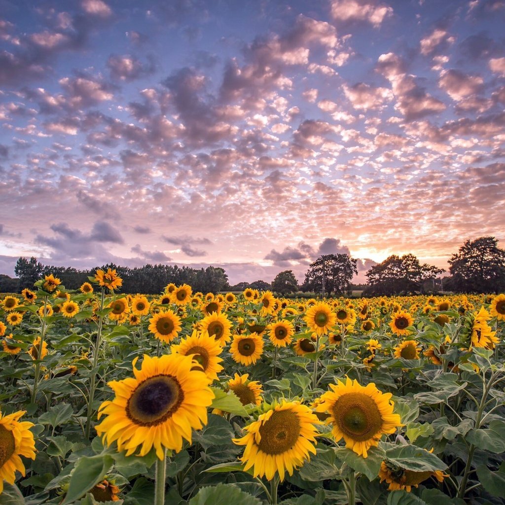 Обои небо, цветы, облака, деревья, поле, горизонт, подсолнухи, the sky, flowers, clouds, trees, field, horizon, sunflowers разрешение 2048x1264 Загрузить