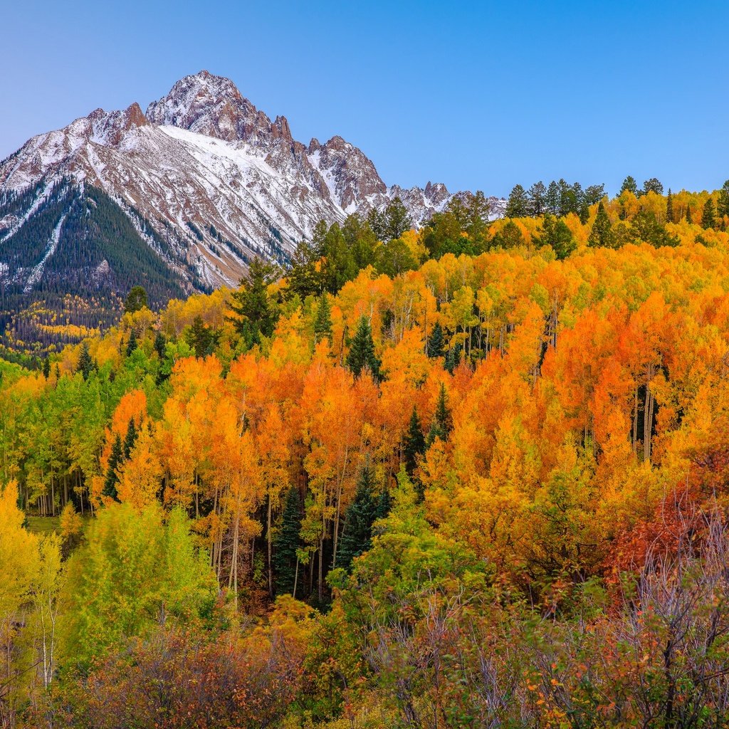 Обои деревья, горы, лес, осень, сша, колорадо, аспен, trees, mountains, forest, autumn, usa, colorado, aspen разрешение 2048x1365 Загрузить