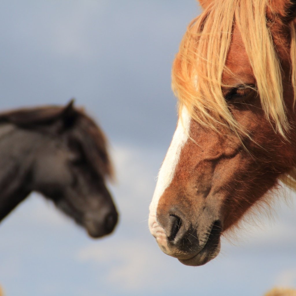 Обои лошадь, фон, конь, грива, horse, background, mane разрешение 2048x1365 Загрузить