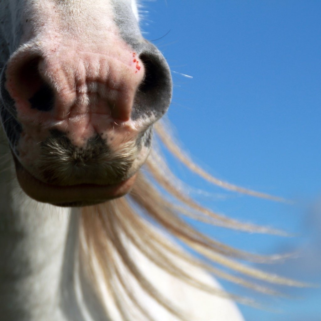 Обои морда, небо, лошадь, конь, грива, face, the sky, horse, mane разрешение 2048x1365 Загрузить