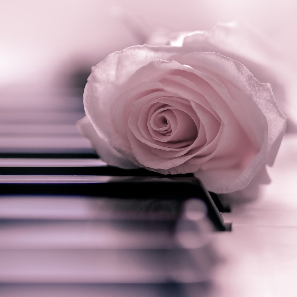 Обои настроение, цветок, роза, бутон, нежность, пианино, клавиши, mood, flower, rose, bud, tenderness, piano, keys разрешение 2048x1365 Загрузить