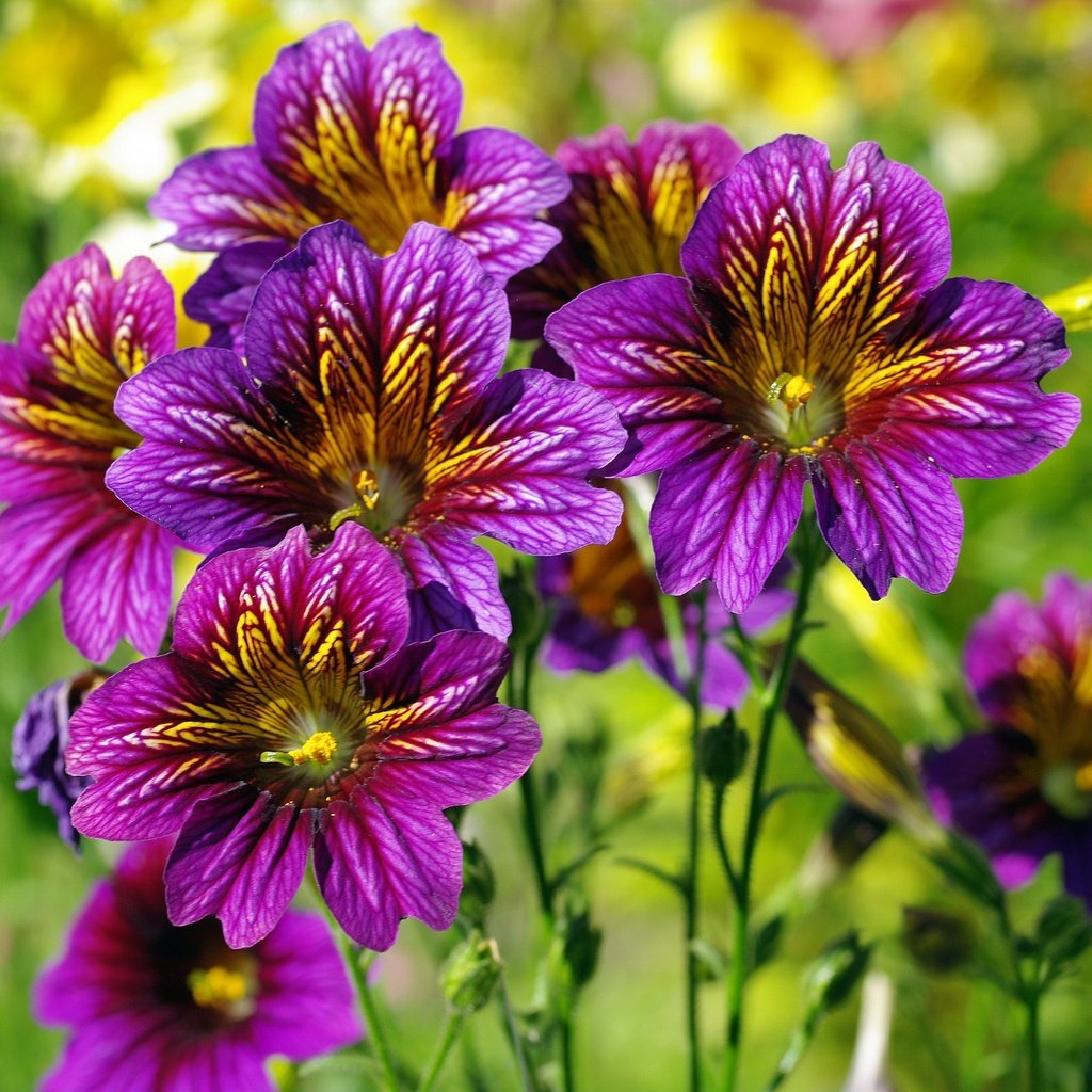 Обои цветы, природа, лето, фиолетовые цветы, сальпиглоссис, flowers, nature, summer, purple flowers, salpiglossis разрешение 2232x1517 Загрузить