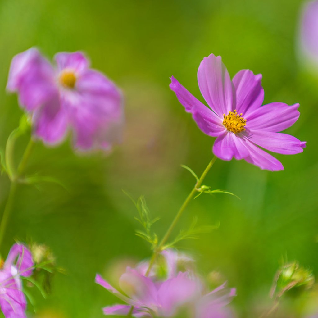 Обои цветы, фон, лепестки, размытость, космея, kannappan sivakumar, flowers, background, petals, blur, kosmeya разрешение 2000x1291 Загрузить