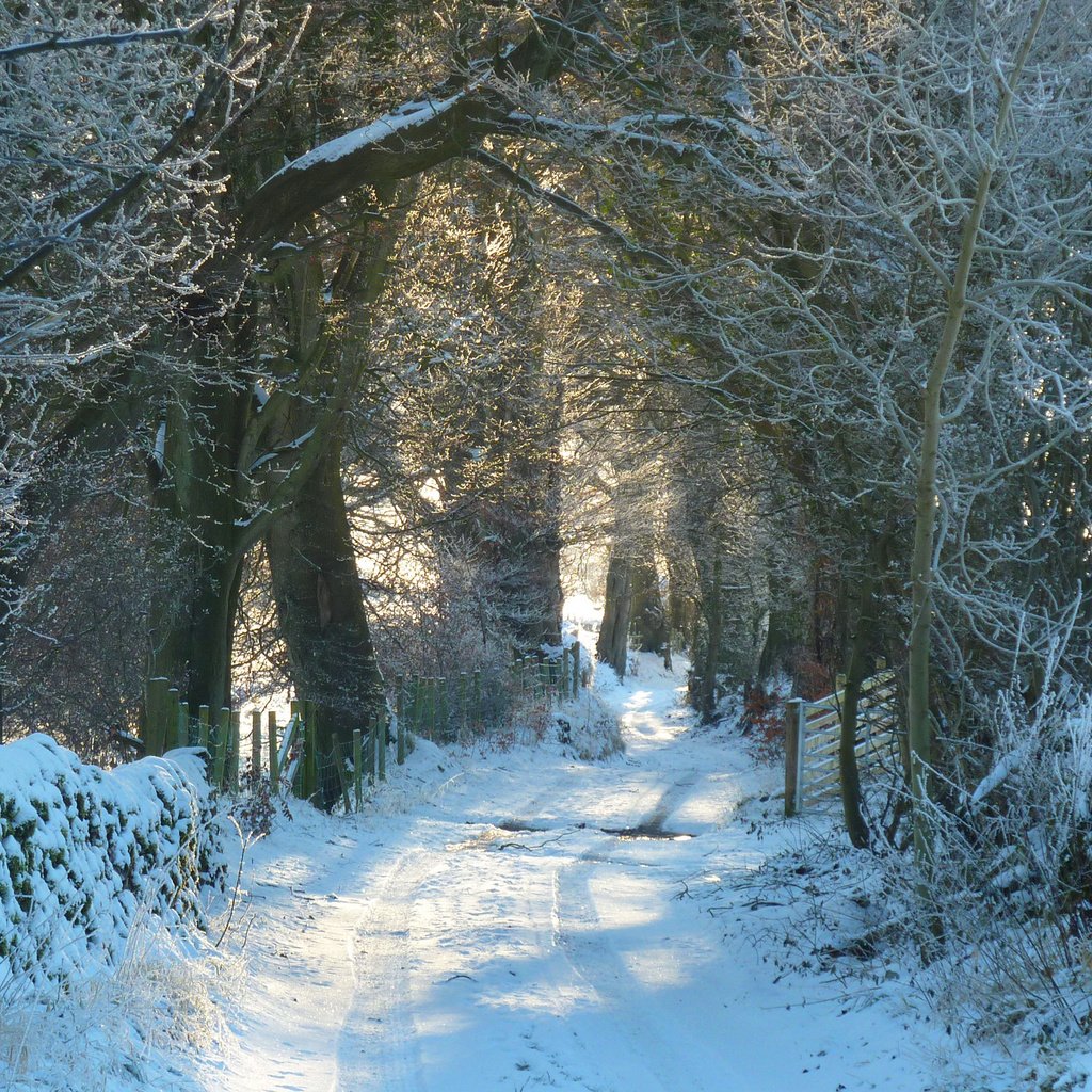 Обои дорога, снег, природа, лес, зима, иней, road, snow, nature, forest, winter, frost разрешение 2880x1800 Загрузить