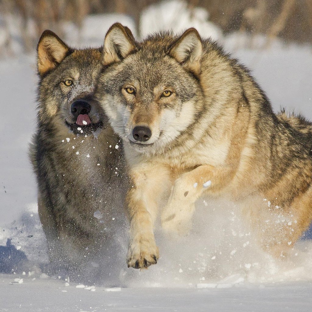 Обои снег, зима, хищники, волки, mlalancettee, snow, winter, predators, wolves разрешение 1920x1200 Загрузить