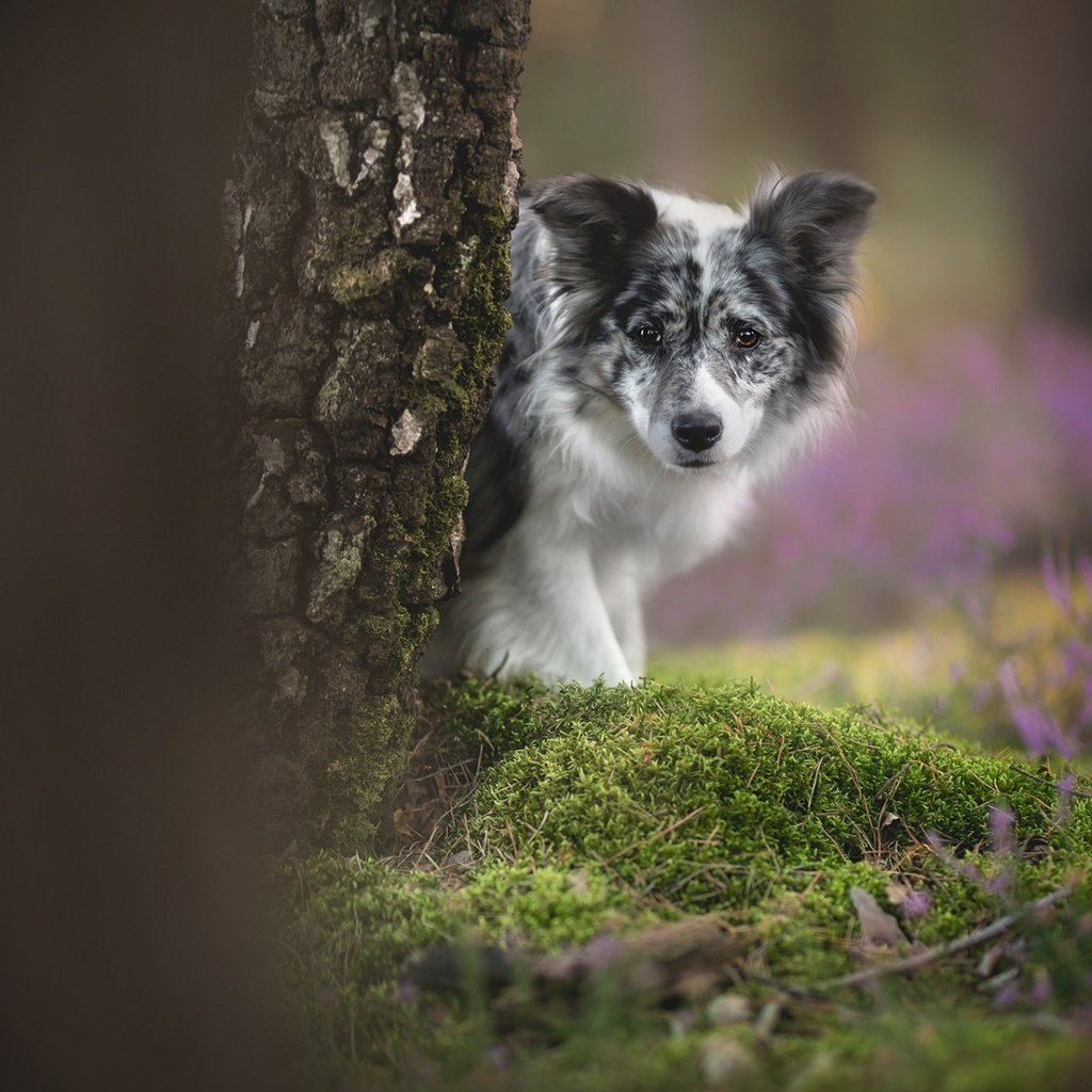 Обои цветы, дерево, взгляд, собака, мох, боке, бордер-колли, flowers, tree, look, dog, moss, bokeh, the border collie разрешение 1920x1200 Загрузить