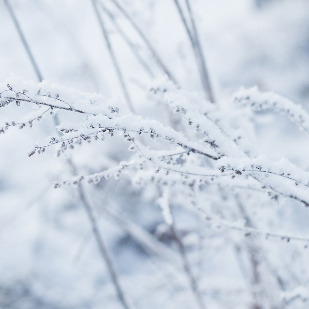 Обои снег, зима, макро, растение, snow, winter, macro, plant разрешение 1920x1200 Загрузить