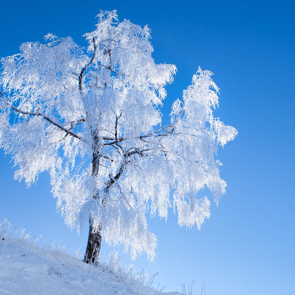 Обои небо, снег, природа, дерево, зима, иней, romain guy, the sky, snow, nature, tree, winter, frost разрешение 1920x1200 Загрузить