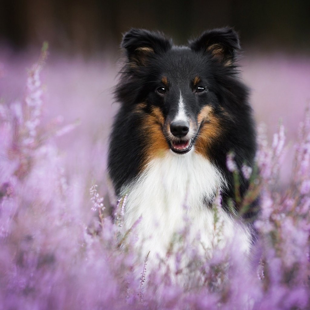 Обои цветы, мордочка, взгляд, собака, шелти, aleksandra kielreuter, flowers, muzzle, look, dog, sheltie разрешение 1920x1200 Загрузить