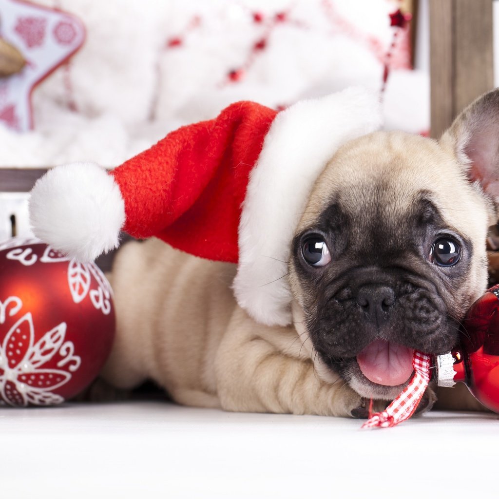 Обои новый год, собака, щенок, французский бульдог, new year, dog, puppy, french bulldog разрешение 2880x1800 Загрузить