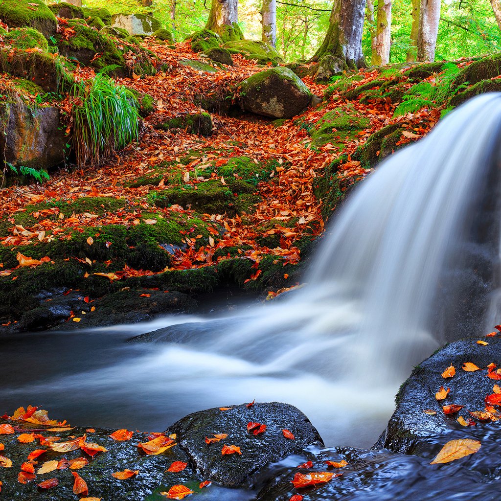 Обои река, природа, лес, листья, водопад, осень, frederick bancale, river, nature, forest, leaves, waterfall, autumn разрешение 1920x1200 Загрузить