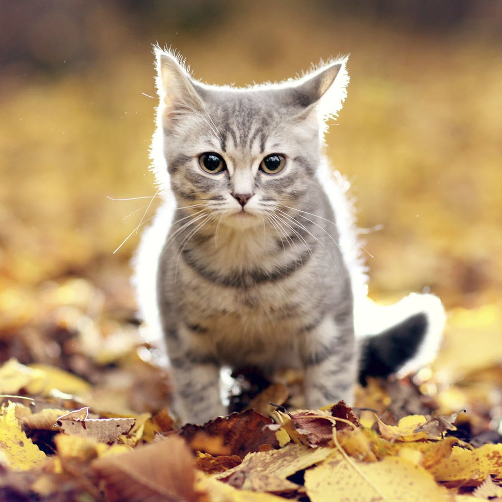 Обои листья, мордочка, усы, кошка, взгляд, осень, leaves, muzzle, mustache, cat, look, autumn разрешение 1920x1200 Загрузить