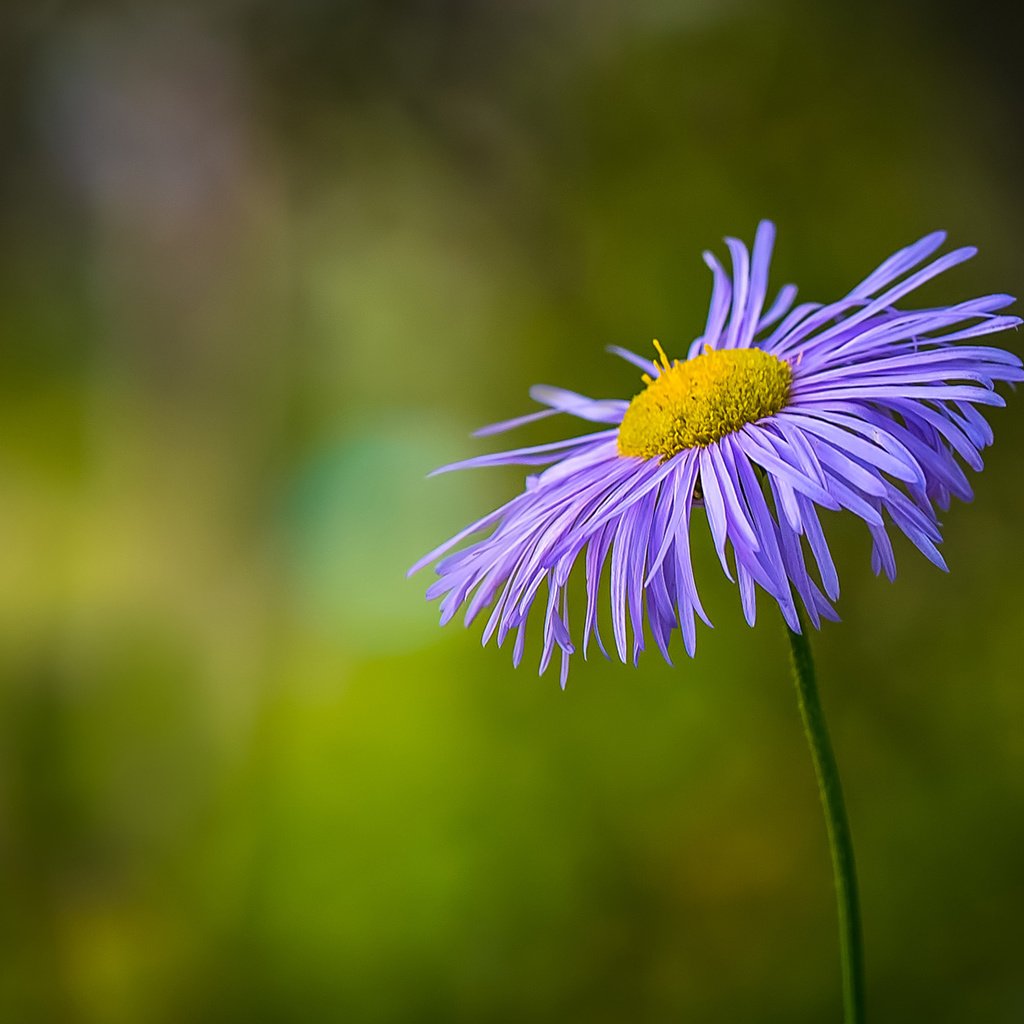 Обои цветок, лепестки, размытость, стебель, боке, flower, petals, blur, stem, bokeh разрешение 1920x1200 Загрузить