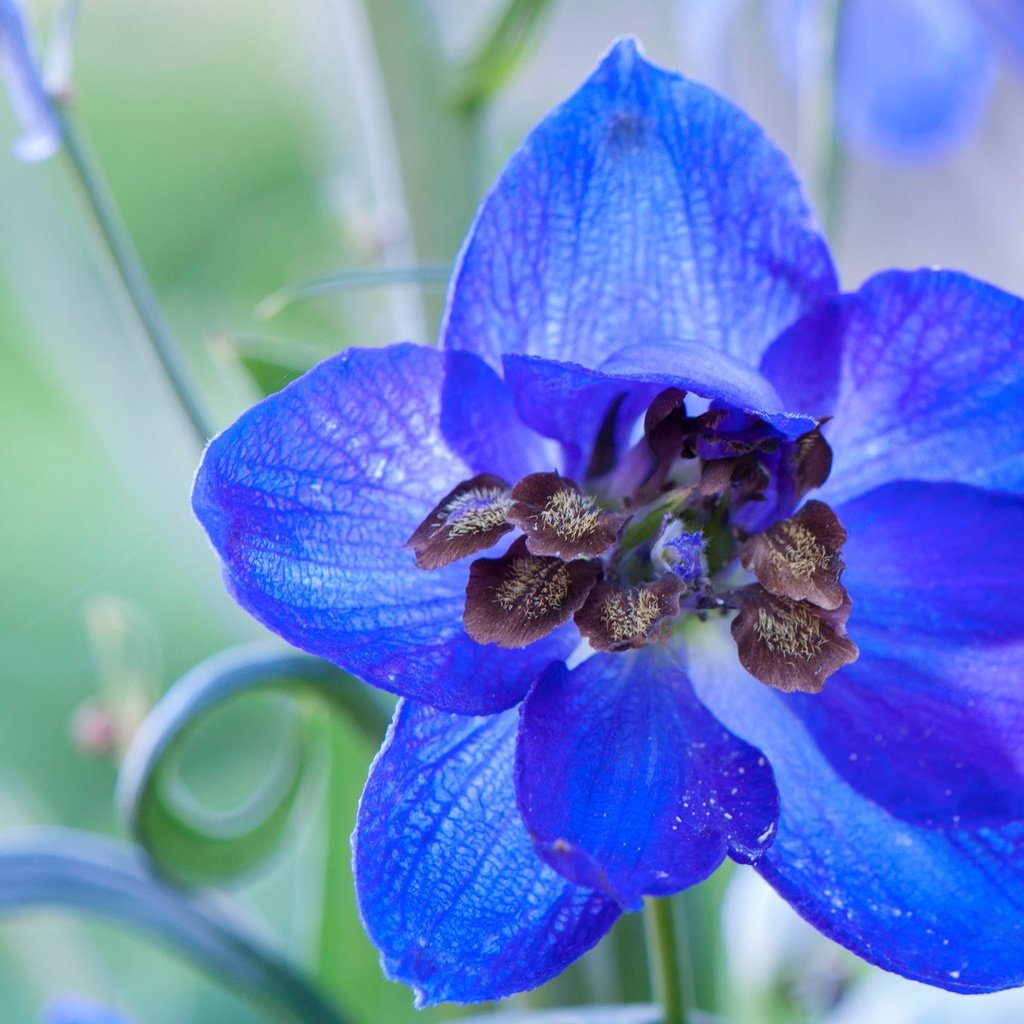 Обои природа, цветок, лепестки, дельфиниум, nature, flower, petals, delphinium разрешение 4288x2848 Загрузить