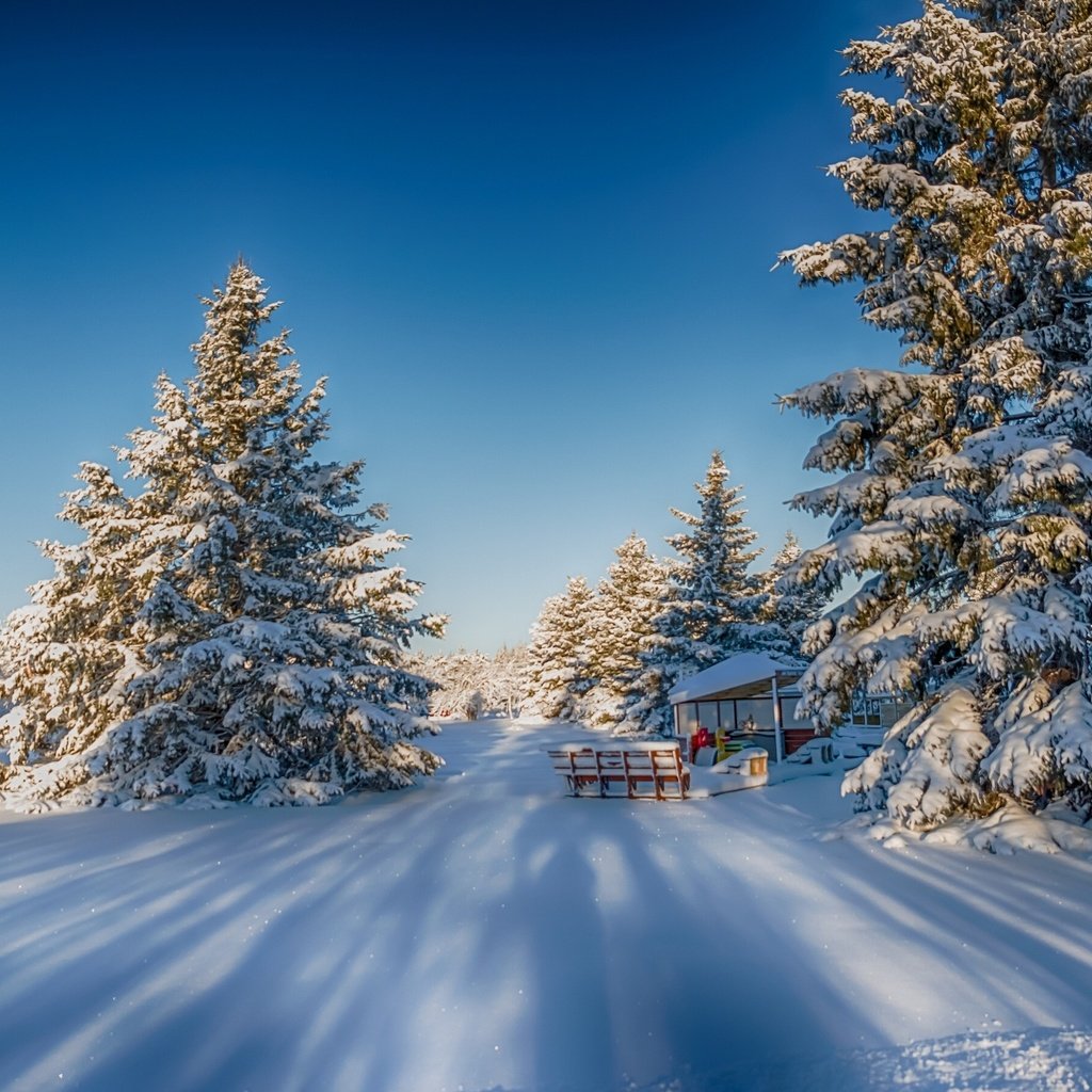 Обои природа, лес, зима, nature, forest, winter разрешение 2880x1800 Загрузить