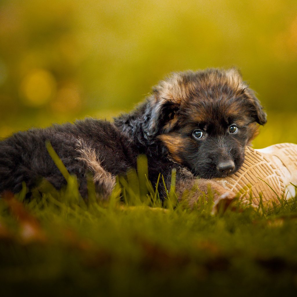 Обои трава, мордочка, взгляд, собака, щенок, немецкая овчарка, grass, muzzle, look, dog, puppy, german shepherd разрешение 1920x1200 Загрузить