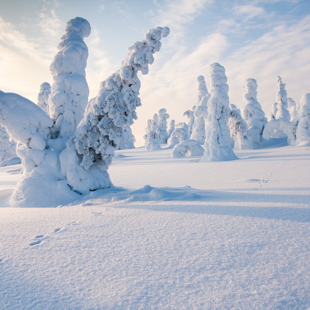 Обои деревья, снег, природа, лес, зима, следы, финляндия, steve dodkins, trees, snow, nature, forest, winter, traces, finland разрешение 3840x2400 Загрузить