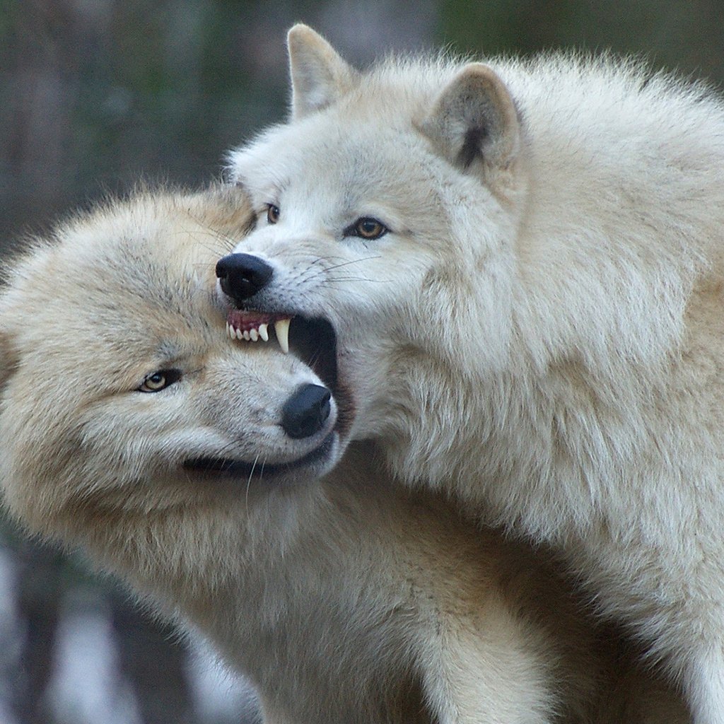 Обои хищник, волки, полярный волк, арктический волк, белый волк, predator, wolves, polar wolf, arctic wolf, white wolf разрешение 1920x1200 Загрузить