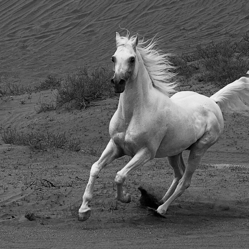 Обои лошадь, чёрно-белое, конь, грива, бег, лошадь.бег, horse, black and white, mane, running, horse.running разрешение 1920x1200 Загрузить