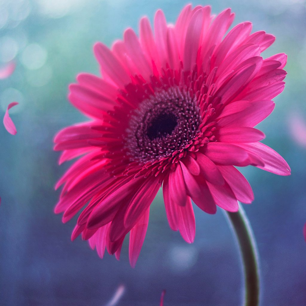 Обои цветок, лепестки, розовый, стебель, боке, гербера, flower, petals, pink, stem, bokeh, gerbera разрешение 1920x1200 Загрузить