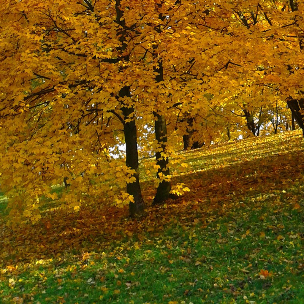 Обои деревья, природа, парк, листва, осень, желтые листья, trees, nature, park, foliage, autumn, yellow leaves разрешение 1920x1200 Загрузить