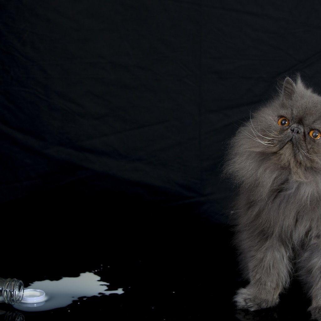 Обои кот, мордочка, усы, кошка, взгляд, черный фон, молоко, персидская, cat, muzzle, mustache, look, black background, milk, persian разрешение 2880x1800 Загрузить