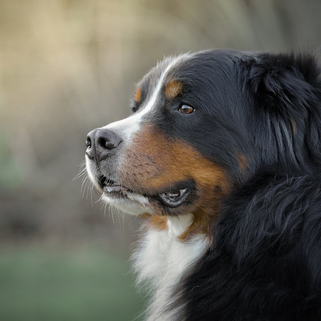 Обои морда, взгляд, собака, бернский зенненхунд, gordon rufh, face, look, dog, bernese mountain dog разрешение 1920x1200 Загрузить