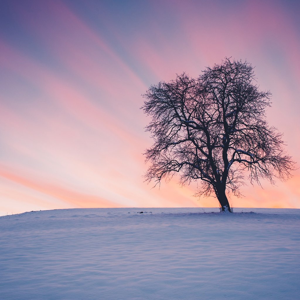 Обои снег, природа, дерево, закат, зима, пейзаж, snow, nature, tree, sunset, winter, landscape разрешение 1920x1200 Загрузить