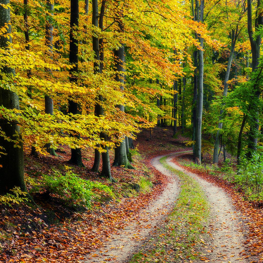 Обои дорога, природа, лес, осень, road, nature, forest, autumn разрешение 1920x1200 Загрузить