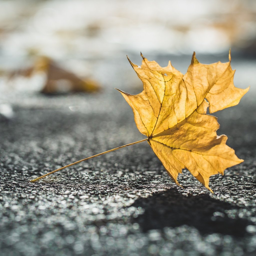 Обои природа, макро, осень, лист, размытость, тень, nature, macro, autumn, sheet, blur, shadow разрешение 2880x1800 Загрузить