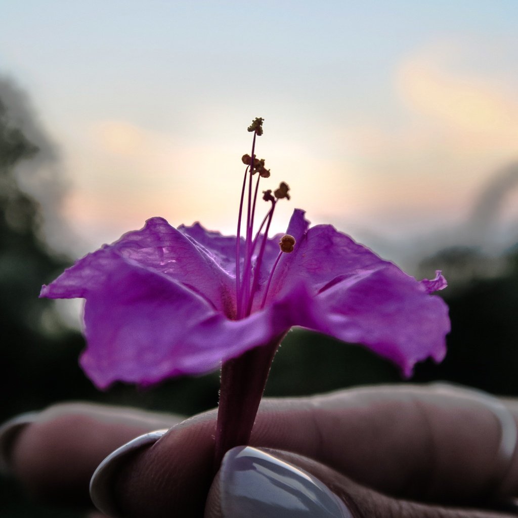 Обои рука, цветок, лепестки, фиолетовый, пальцы, маникюр, hand, flower, petals, purple, fingers, manicure разрешение 5472x3648 Загрузить