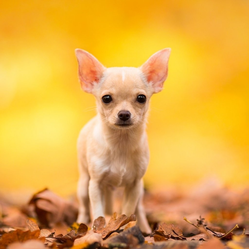 Обои листья, мордочка, взгляд, осень, собака, чихуахуа, leaves, muzzle, look, autumn, dog, chihuahua разрешение 1920x1200 Загрузить