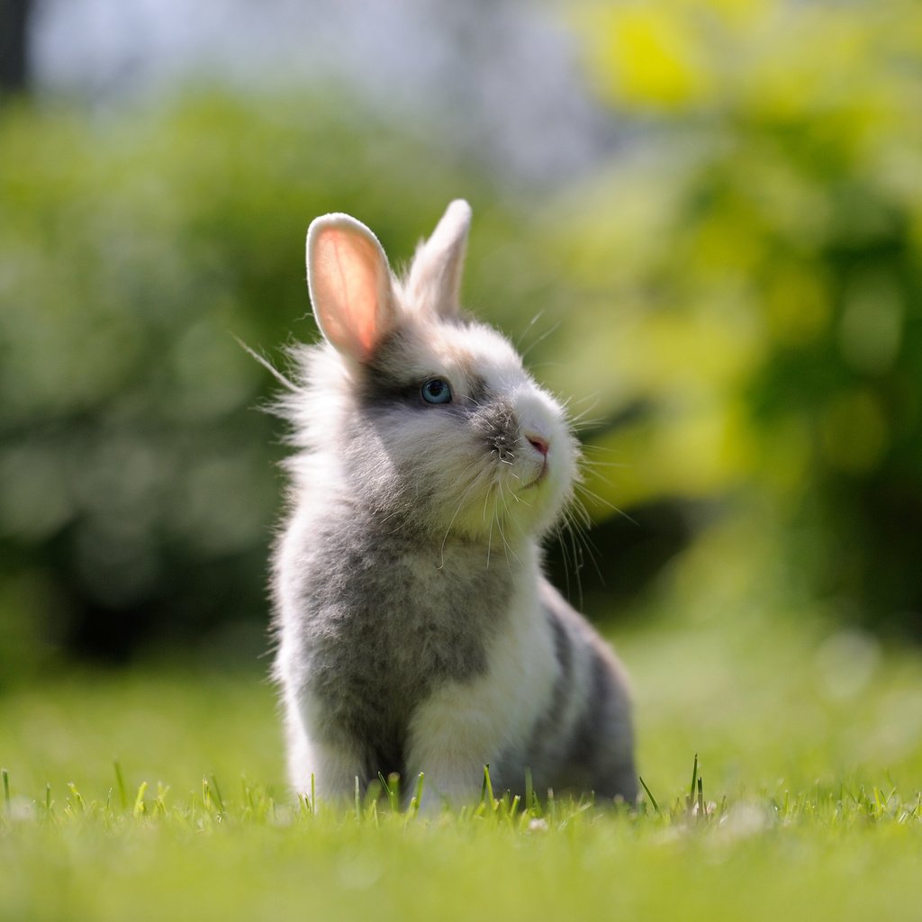 Обои трава, мордочка, взгляд, кролик, заяц, зайка, grass, muzzle, look, rabbit, hare, bunny разрешение 3840x2400 Загрузить