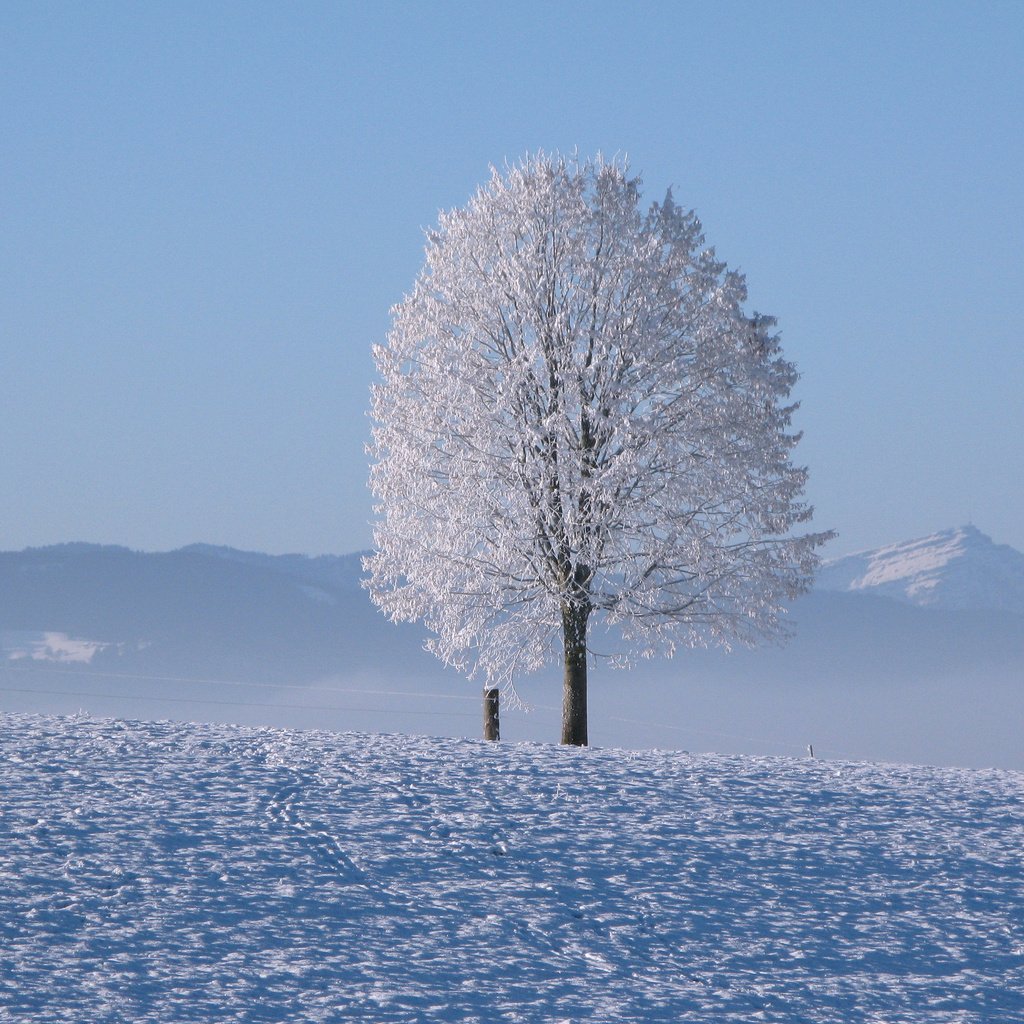 Обои горы, снег, дерево, зима, горизонт, холодно, mountains, snow, tree, winter, horizon, cold разрешение 3840x2400 Загрузить