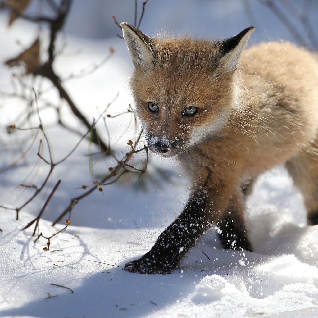 Обои снег, зима, лиса, лисица, лисенок, denis dumoulin, snow, winter, fox разрешение 1920x1200 Загрузить