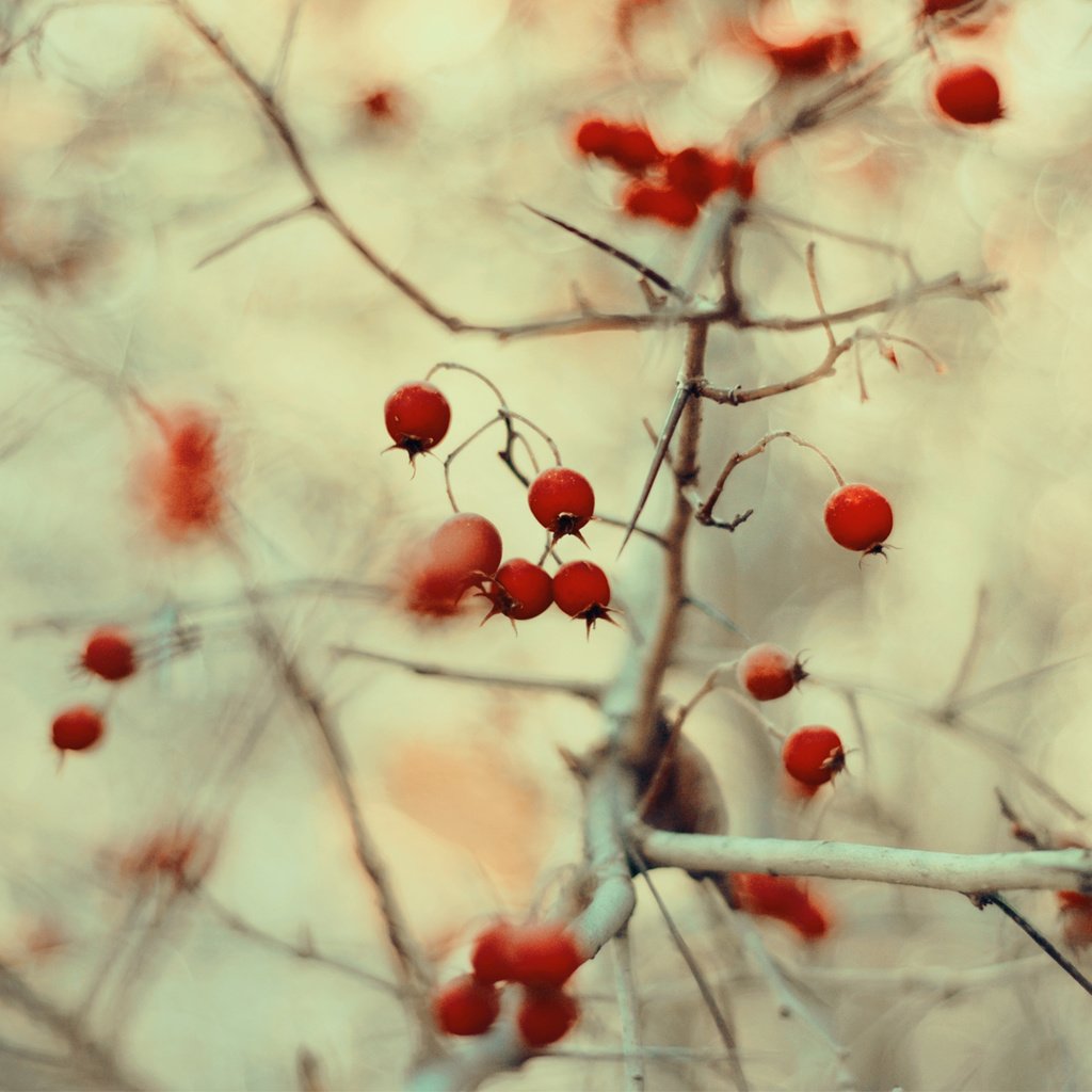 Обои природа, макро, ветки, размытость, ягоды, плоды, nature, macro, branches, blur, berries, fruit разрешение 1920x1200 Загрузить