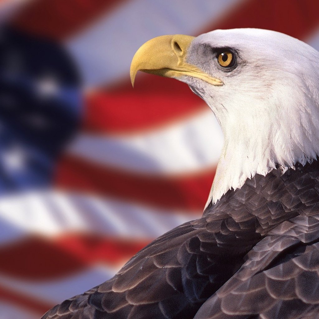 Обои орел, флаг, птица, клюв, перья, белоголовый орлан, хищная птица, eagle, flag, bird, beak, feathers, bald eagle, bird of prey разрешение 1920x1080 Загрузить
