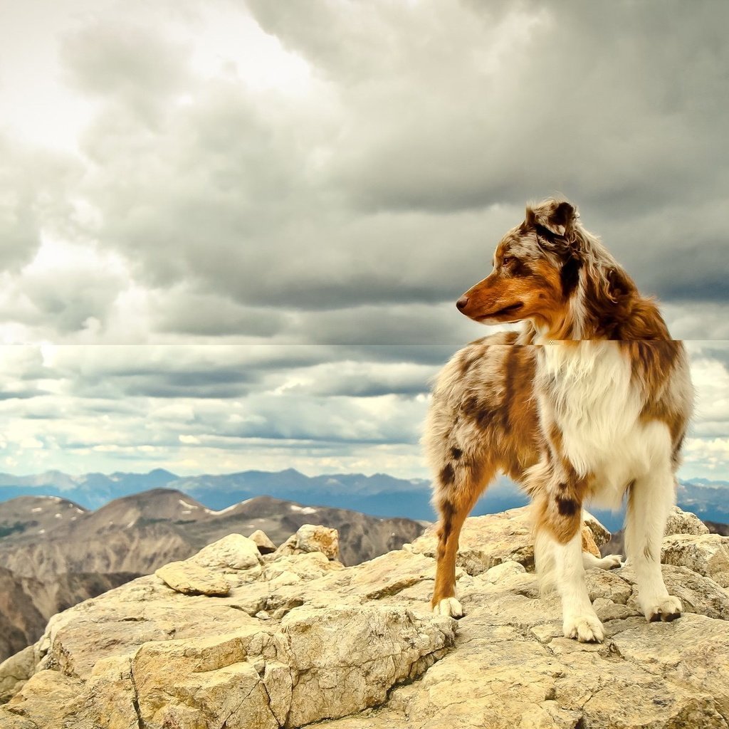 Обои небо, облака, горы, собака, австралийская овчарка, the sky, clouds, mountains, dog, australian shepherd разрешение 1920x1200 Загрузить