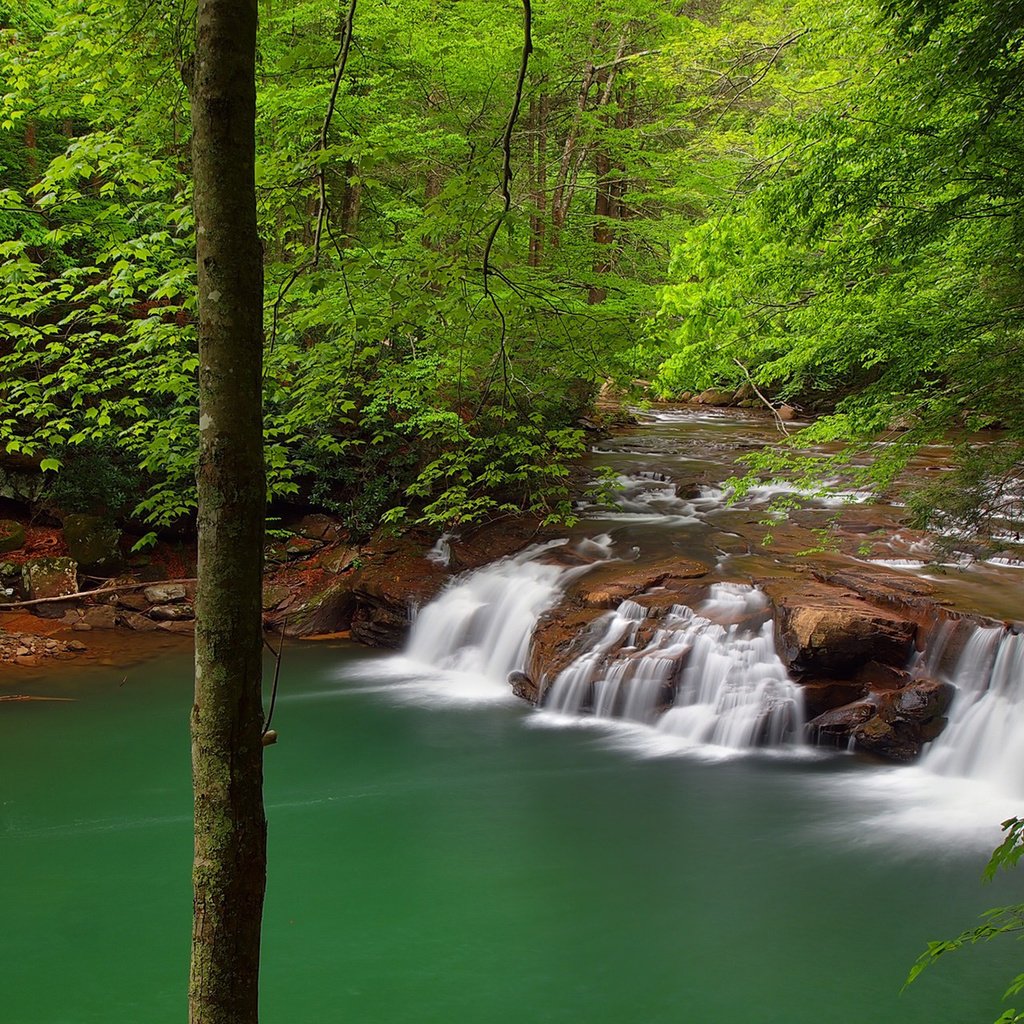 Обои деревья, река, природа, лес, водопад, trees, river, nature, forest, waterfall разрешение 1920x1200 Загрузить