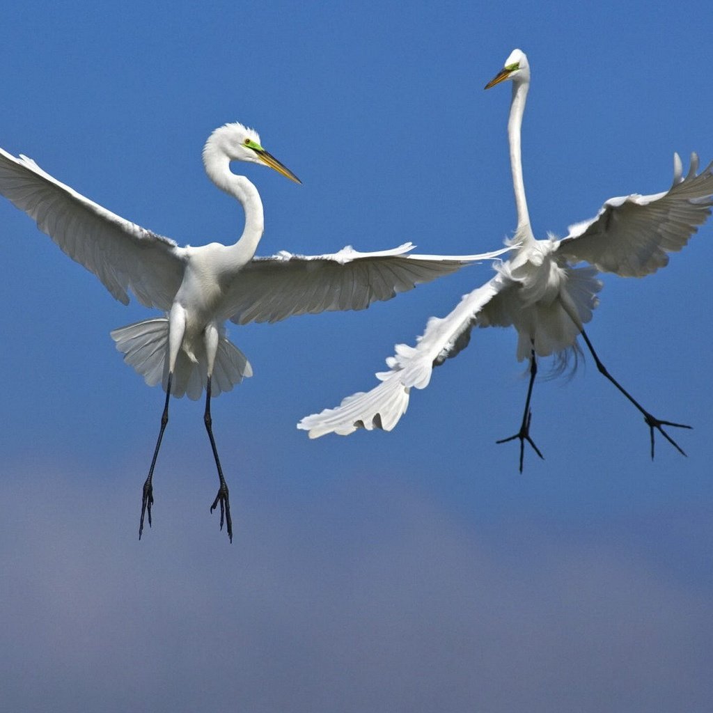 Обои небо, полет, крылья, птицы, цапли, белая цапля, the sky, flight, wings, birds, herons, white egret разрешение 1920x1080 Загрузить