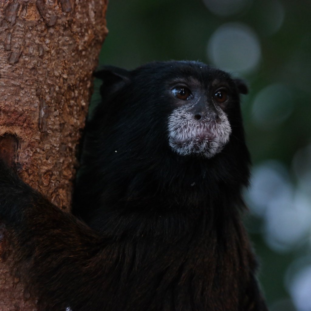 Обои дерево, животное, обезьяна, тамарин, tree, animal, monkey, tamarin разрешение 5472x3648 Загрузить