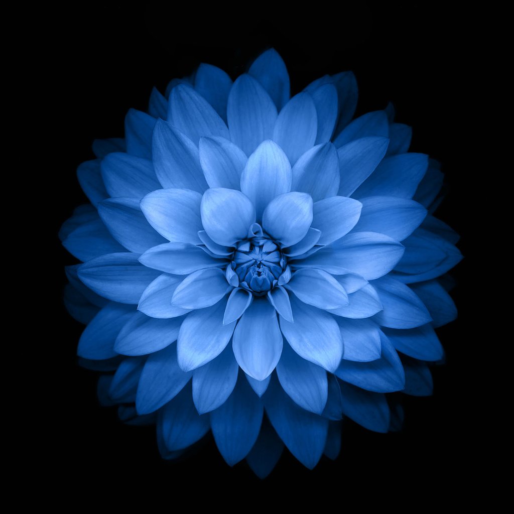 Обои цветок, лепестки, черный фон, синий цветок, георгин, крупным планом, flower, petals, black background, blue flower, dahlia, closeup разрешение 2880x1800 Загрузить