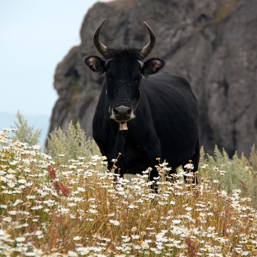 Обои ромашки, рога, корова, полевые цветы, бык, chamomile, horns, cow, wildflowers, bull разрешение 4752x3168 Загрузить