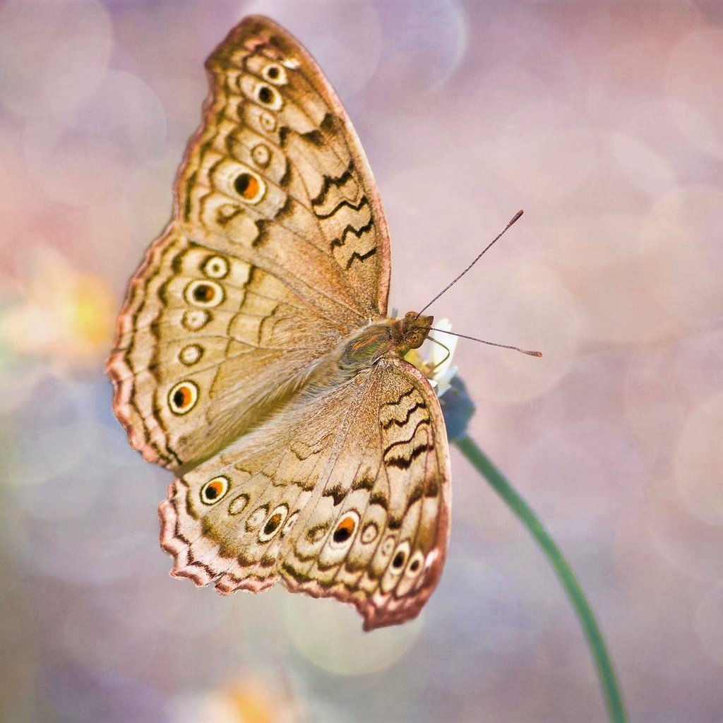 Обои насекомое, цветок, бабочка, крылья, блики, стебель, insect, flower, butterfly, wings, glare, stem разрешение 2560x1440 Загрузить