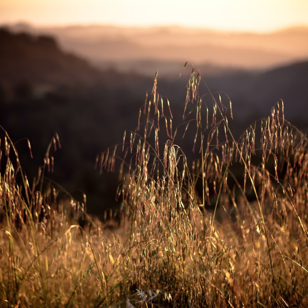 Обои трава, закат, поле, колоски, grass, sunset, field, spikelets разрешение 3840x2160 Загрузить