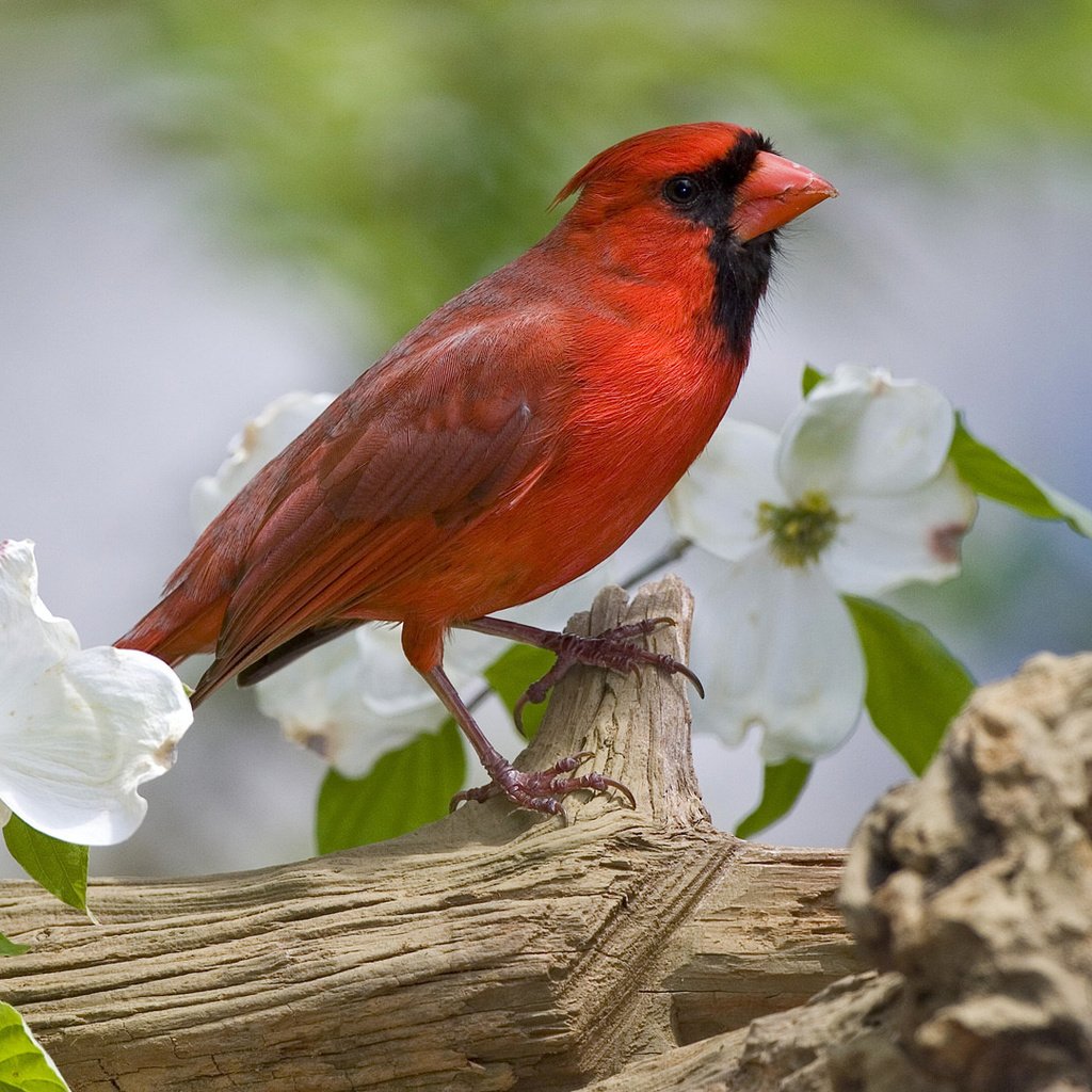 Обои цветы, птица, клюв, весна, перья, кардинал, жасмин, flowers, bird, beak, spring, feathers, cardinal, jasmine разрешение 1920x1080 Загрузить